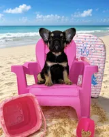 Jordan Sparks, a female French Bulldog for sale in Houston, TX – 1 of 7