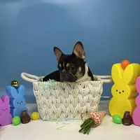 Domino, a male French Bulldog for sale in Houston, TX – Photo 1 of 3