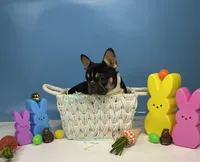 Domino, a male French Bulldog for sale in Houston, TX – Photo 1 of 3