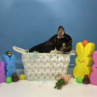 Domino, a male French Bulldog for sale in Houston, TX – Photo 3 of 3