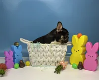 Domino, a male French Bulldog for sale in Houston, TX – Photo 3 of 3