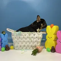 Domino, a male French Bulldog for sale in Houston, TX – Photo 2 of 3