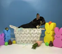 Domino, a male French Bulldog for sale in Houston, TX – Photo 2 of 3