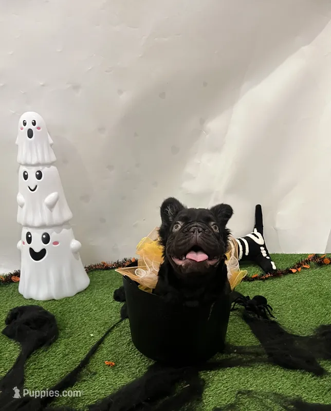 Coco Jones – French Bulldog puppy for sale in Houston, TX