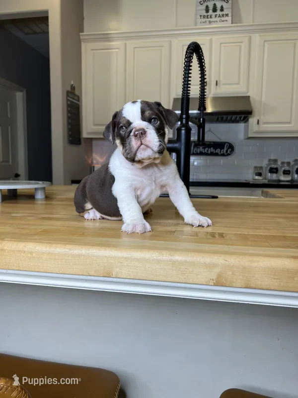 Sophie – English Bulldog puppy for sale in Houston, TX