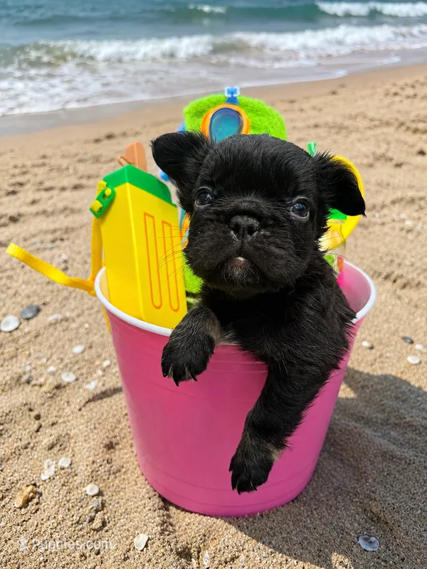 Coco Jones – French Bulldog puppy for sale in Houston, TX