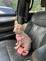 Storm, a female French Bulldog for sale in Houston, TX – 3 of 5