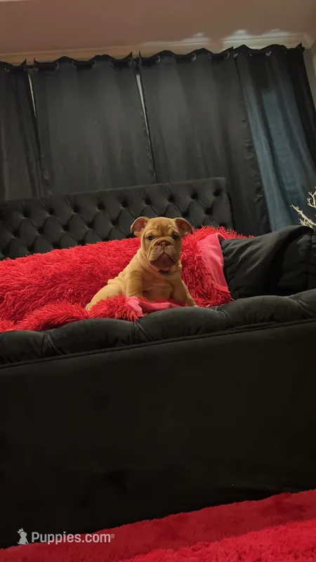 Sawyer – English Bulldog puppy for sale in Houston, TX