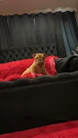 Sawyer, a male English Bulldog for sale in Houston, TX – 1 of 9