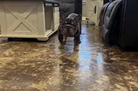 Pesado, a male French Bulldog for sale in Houston, TX – Photo 1 of 3