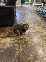 Pesado, a male French Bulldog for sale in Houston, TX – Photo 3 of 3