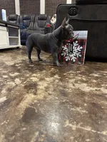 Jenny, a female French Bulldog for sale in Houston, TX – Photo 5 of 6