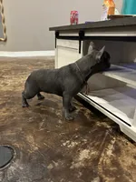 Jenny, a female French Bulldog for sale in Houston, TX – Photo 3 of 6