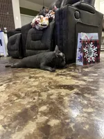 Jenny, a female French Bulldog for sale in Houston, TX – Photo 1 of 6