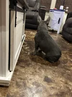 Jenny, a female French Bulldog for sale in Houston, TX – Photo 2 of 6