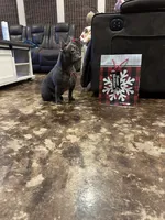 Jenny, a female French Bulldog for sale in Houston, TX – Photo 6 of 6