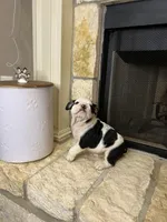 Steven , a male English Bulldog for sale in Houston, TX – 2 of 10