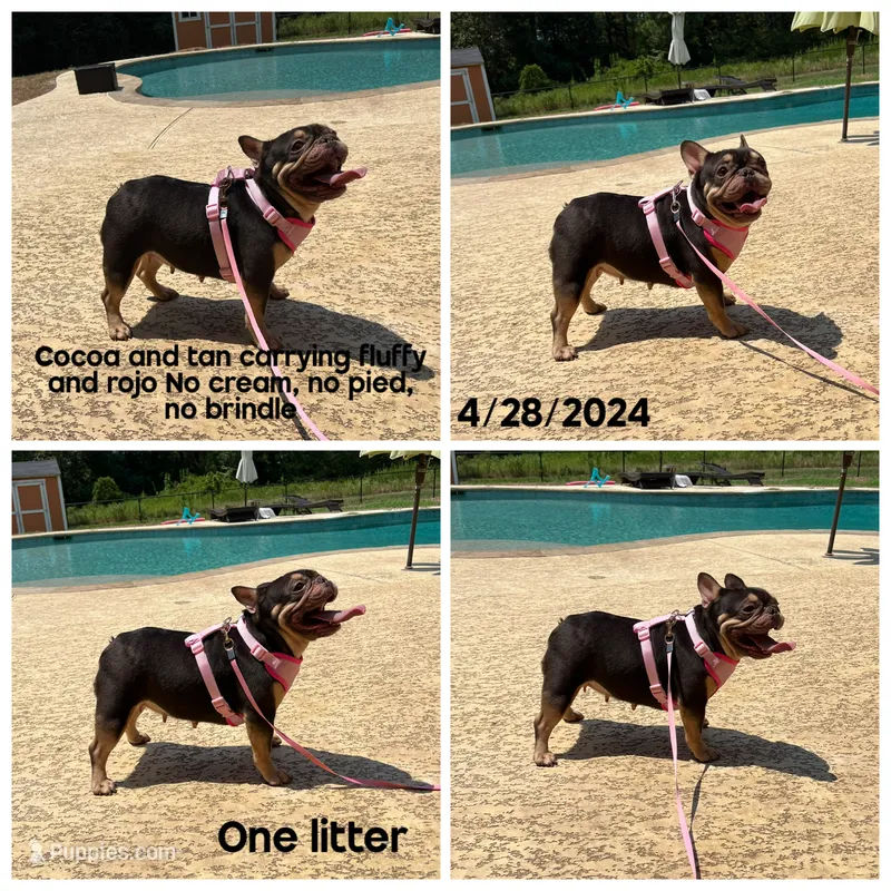 Yahtzee  – French Bulldog puppy for sale in Houston, TX