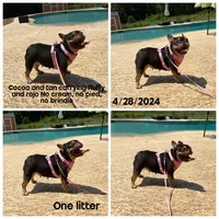 Yahtzee , a female French Bulldog for sale in Houston, TX – 1 of 1