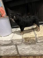 Jordan Sparks, a female French Bulldog for sale in Houston, TX – 4 of 8