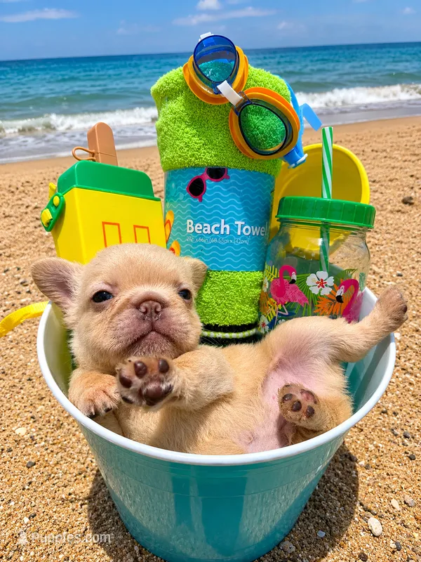Jay Z  – French Bulldog puppy for sale in Houston, TX