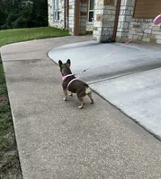 Ursula , a female French Bulldog for sale in Houston, TX – 2 of 7