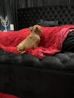Sawyer, a male English Bulldog for sale in Houston, TX – 4 of 9