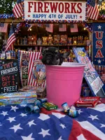 Jordan Sparks, a female French Bulldog for sale in Houston, TX – 7 of 7