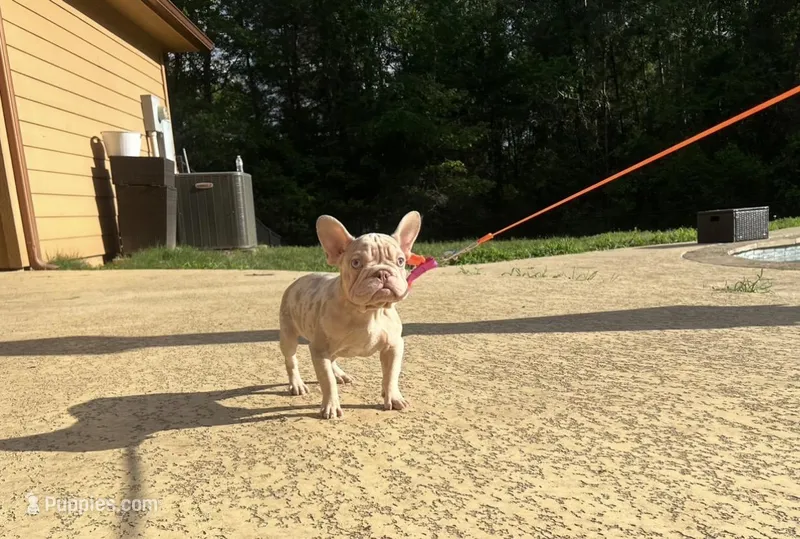 Storm – French Bulldog puppy for sale in Houston, TX