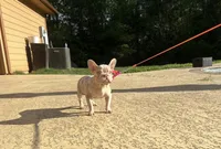 Storm, a female French Bulldog for sale in Houston, TX – Photo 1 of 4