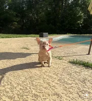 Storm, a female French Bulldog for sale in Houston, TX – Photo 2 of 4