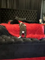 Sophie, a female English Bulldog for sale in Houston, TX – 3 of 10
