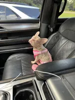 Storm, a female French Bulldog for sale in Houston, TX – 2 of 5