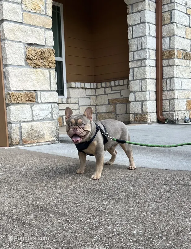 Freddy – French Bulldog puppy for sale in Houston, TX