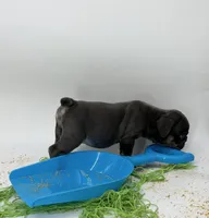 Blue boys, a male English Bulldog for sale in Houston, TX – Photo 5 of 5