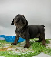 Blue boys, a male English Bulldog for sale in Houston, TX – Photo 4 of 5