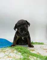 Blue boys, a male English Bulldog for sale in Houston, TX – Photo 3 of 5