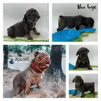 Blue boys, a male English Bulldog for sale in Houston, TX – Photo 1 of 5