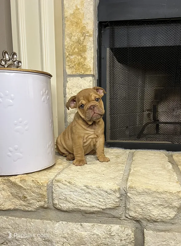 Sawyer – English Bulldog puppy for sale in Houston, TX