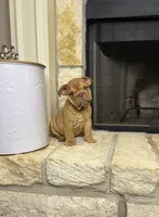 Sawyer, a male English Bulldog for sale in Houston, TX – 5 of 9