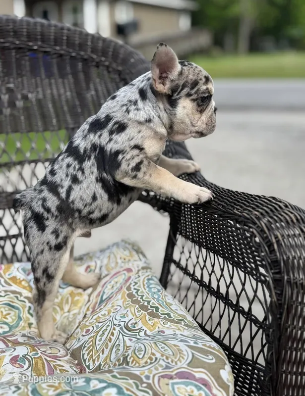 Milky Way  – French Bulldog puppy for sale in Houston, TX