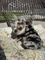 Milky Way , a male French Bulldog for sale in Houston, TX – Photo 2 of 2