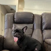 Dean, a male French Bulldog for sale in Houston, TX – Photo 1 of 2