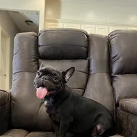 Dean, a male French Bulldog for sale in Houston, TX – Photo 2 of 2