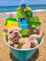 Jay Z , a male French Bulldog for sale in Houston, TX – 4 of 5