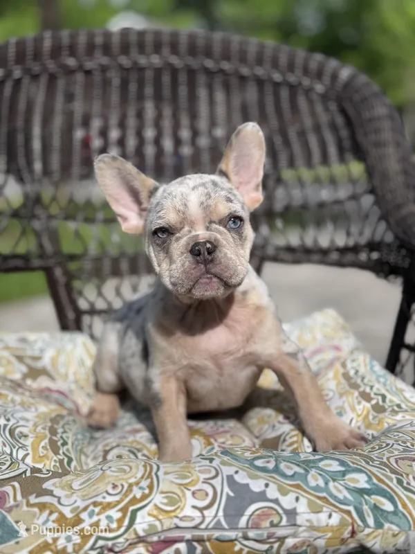 Twizzler – French Bulldog puppy for sale in Houston, TX