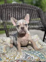 Twizzler, a male French Bulldog for sale in Houston, TX – Photo 1 of 2