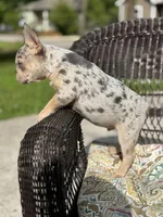 Twizzler, a male French Bulldog for sale in Houston, TX – Photo 2 of 2