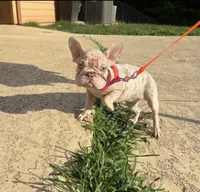 Storm, a female French Bulldog for sale in Houston, TX – 4 of 5