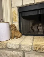 Sawyer, a male English Bulldog for sale in Houston, TX – 8 of 9
